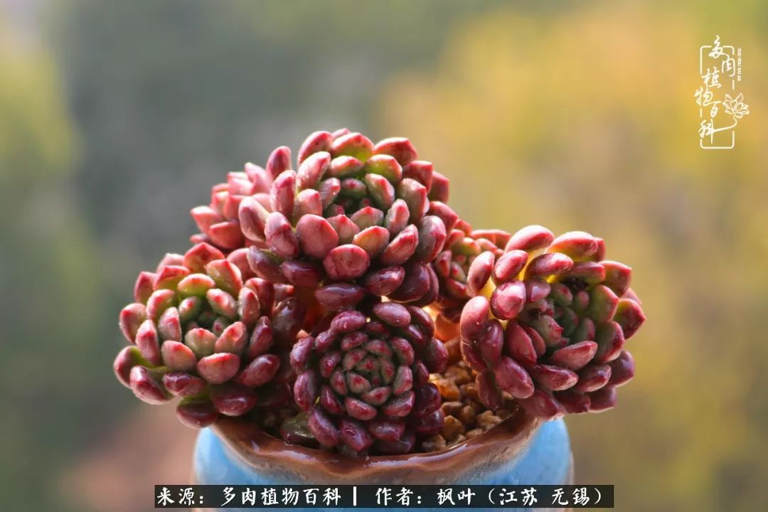 多肉与生命感悟,多肉时光