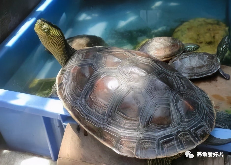 各种养龟小知识,最省钱的养龟方法