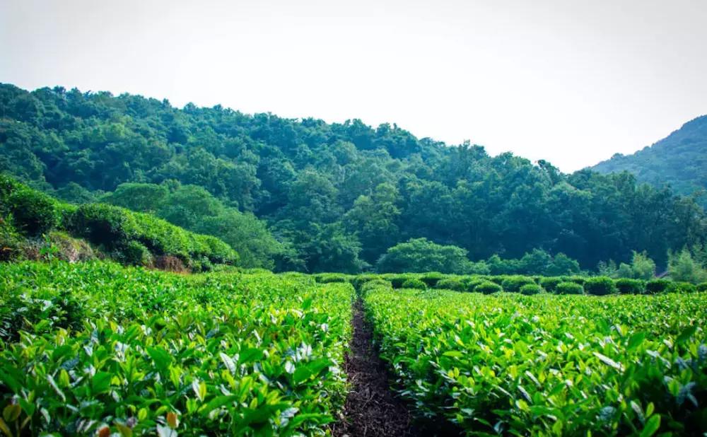 第一次来苏杭旅游必看本地人建议,新手玩游戏的必看