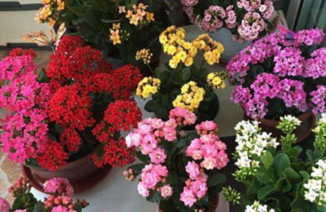 刚买的长寿花叶子发软耷拉怎么办,长寿花叶子发软打蔫焦枯怎么处理