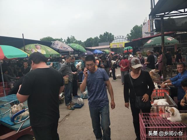 真正的狗市品种,哪里的狗市便宜品种又好种类又多