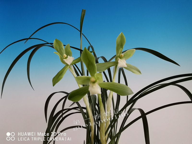 兰花交易形态分析,兰花交易28亿