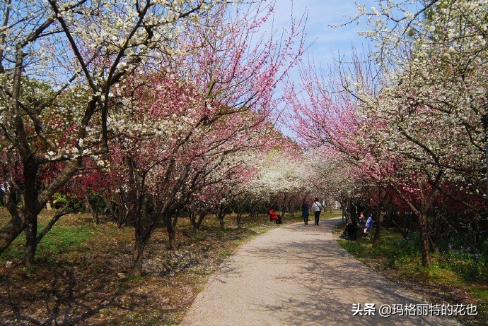 历史悠久的十大名花（海量美图），你选哪个做国花？