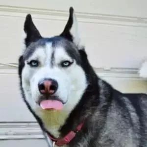 电力设计院到底有多累,电力设计院工作什么样