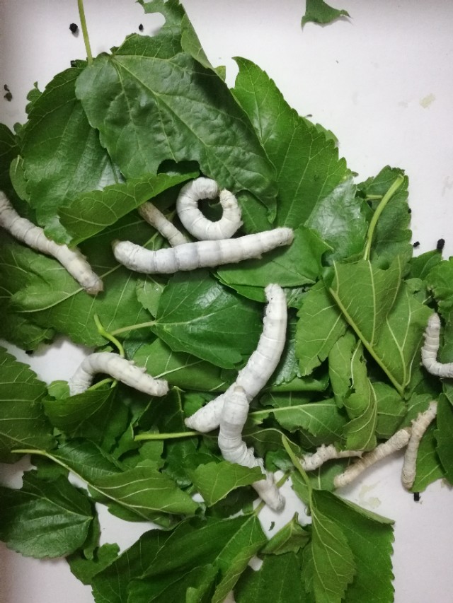 养蚕记完整版,养蚕记全集