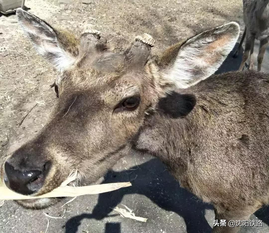 想在家门口享受异域风情吗？来这里，准没错！