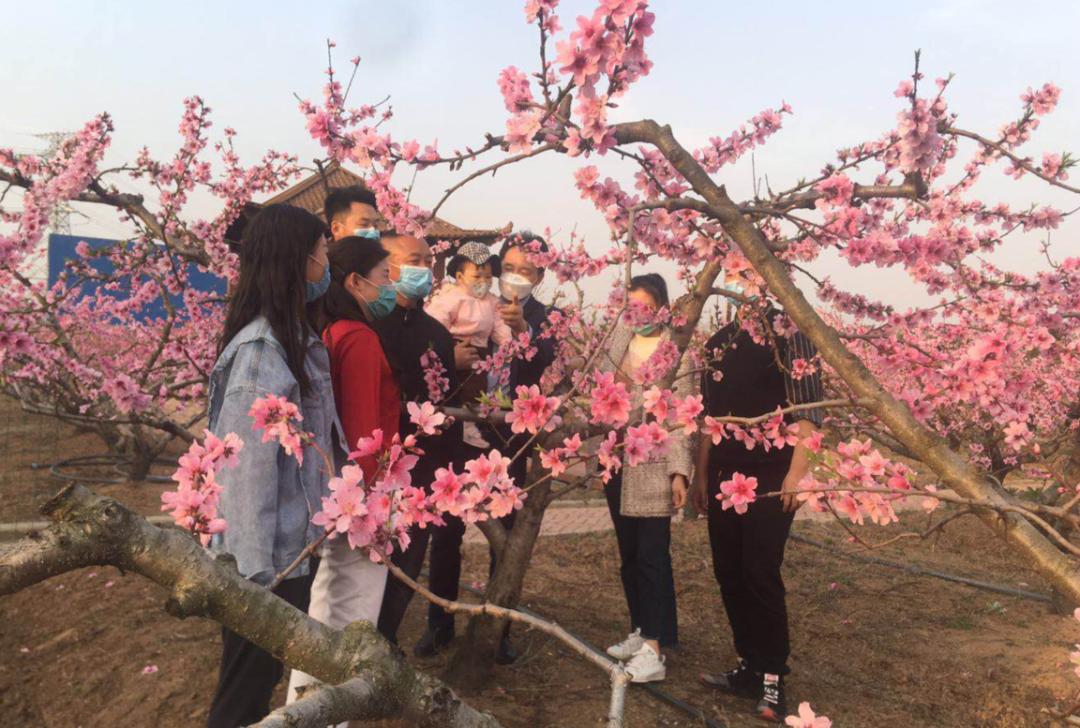 清明小长假，阜城周边踏青赏花攻略！