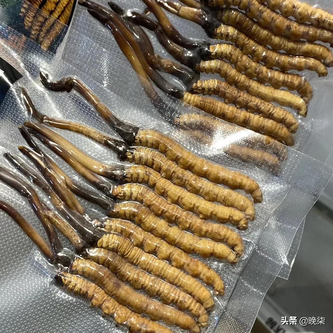 揭秘青藏高原挖虫草,探秘藏民挖虫草