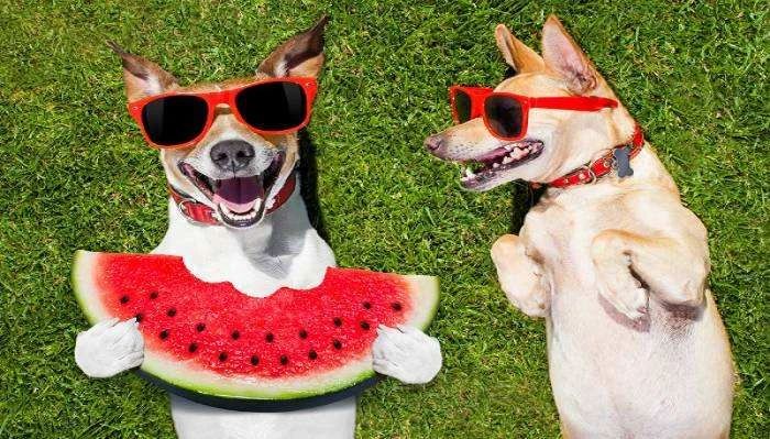 狗狗绝对不能吃的五种水果,三个月狗狗可以吃什么蔬菜跟水果