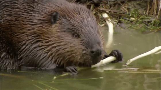 河狸皮毛的优点,河狸皮毛十分名贵