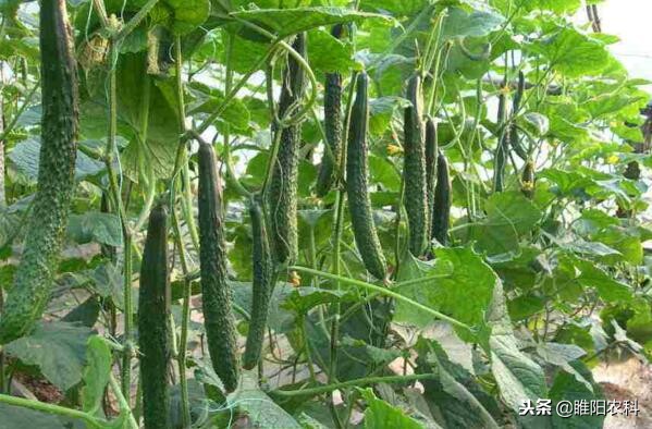 膨大剂生长素细胞分裂素,膨果期使用多少细胞分裂素