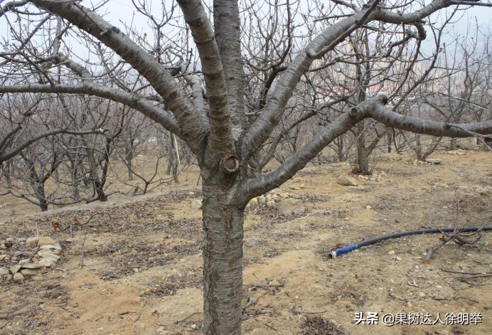 大樱桃枝叶过密怎么处理,大樱桃整形修剪中存在的问题