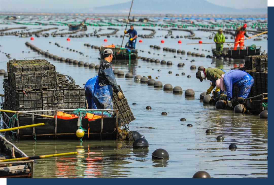 什么干鲍最贵,干鲍为什么比鲜鲍贵