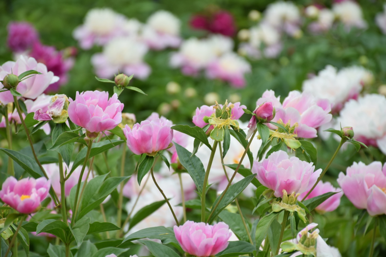 为什么你来北京我绝不建议你跟团