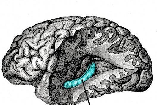 人脑的记忆量有多大,为什么人脑储存量那么大