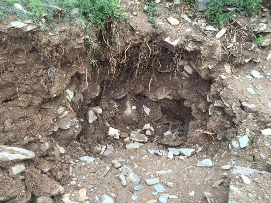 藏羚羊的惨死,藏羚羊死在车里