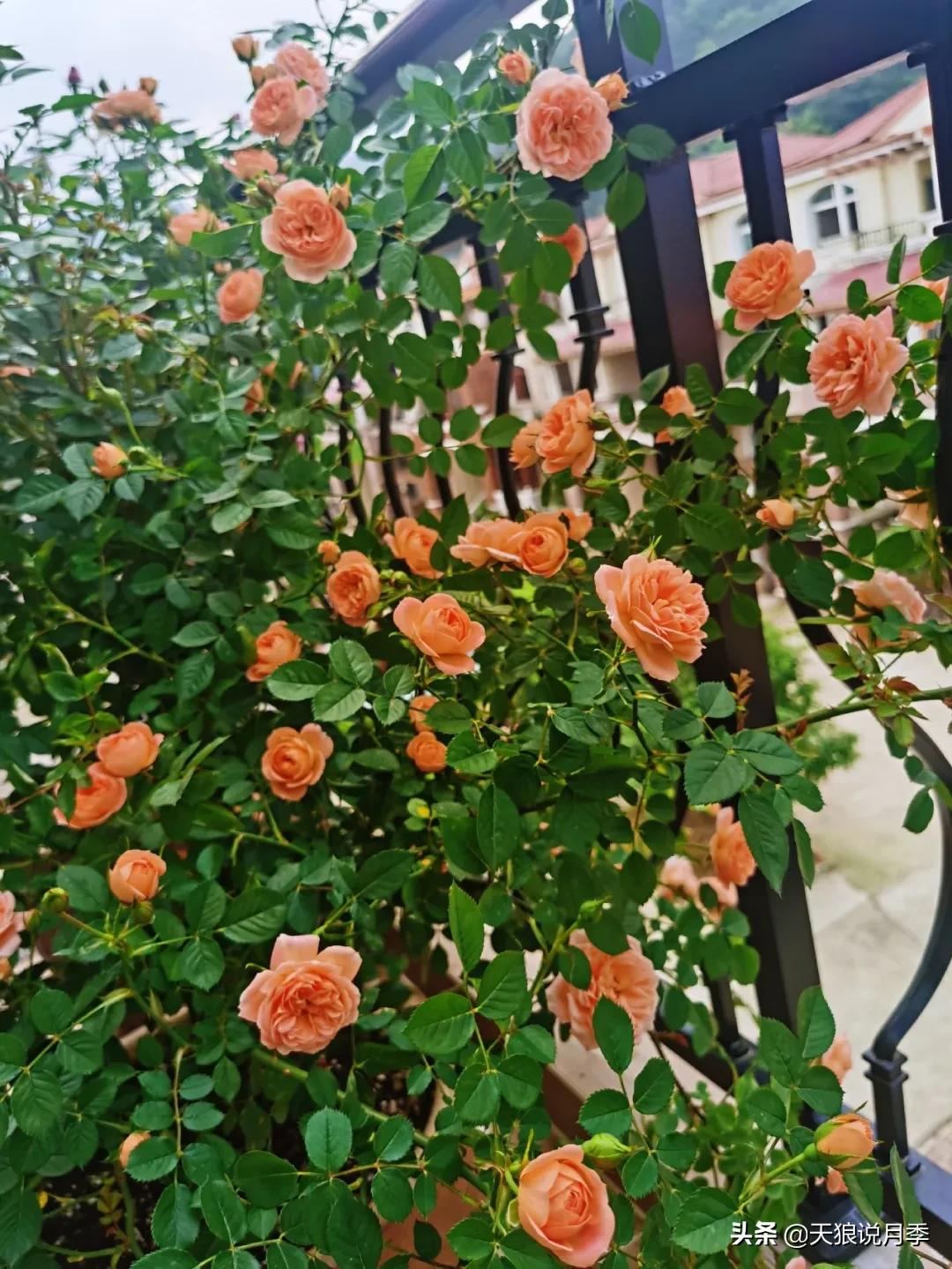 月季春季第一波花要不要剪,月季春季第一波花开后嫁接