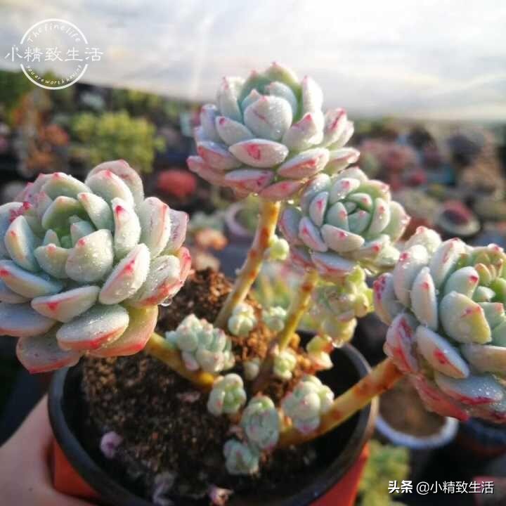 多肉植物掉叶是何原因,多肉植物最近有部分掉叶是何原因