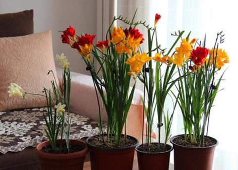 绿萝吊兰适合水栽吗,绿萝吊兰养在鱼缸