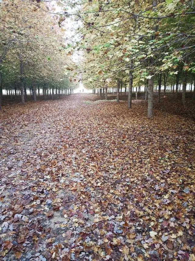 二手车商从收车到卖车整个流程,二手车商收车卖车一般赚几个点