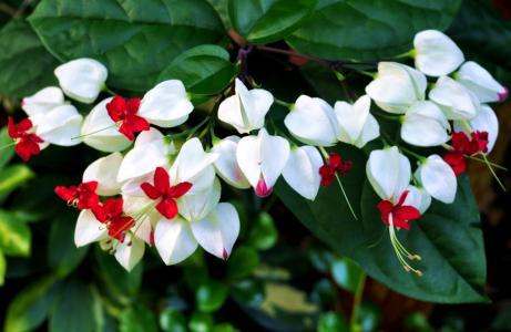 龙吐珠不发芽怎么办,龙吐珠不开花怎么办