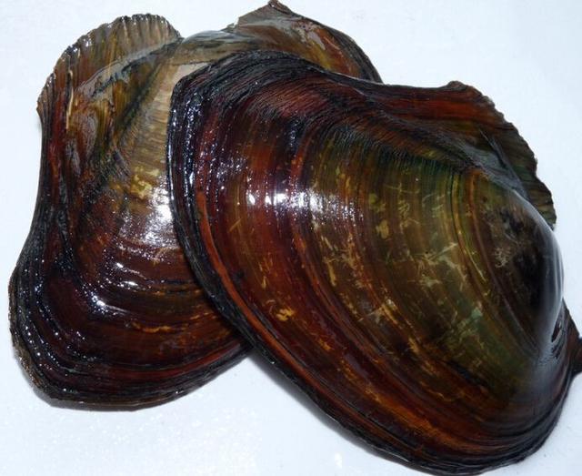 河蚌能放原生缸里养么,饲养小鱼的环境