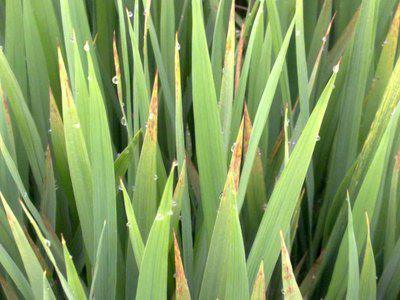 水稻秧苗红叶怎么办,水稻出现烂心红叶是什么原因