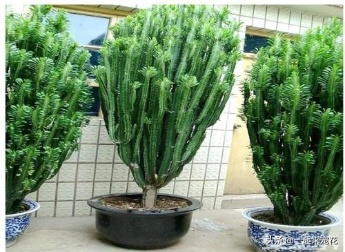 适合客厅养的树镇宅树,家庭养盆镇宅树