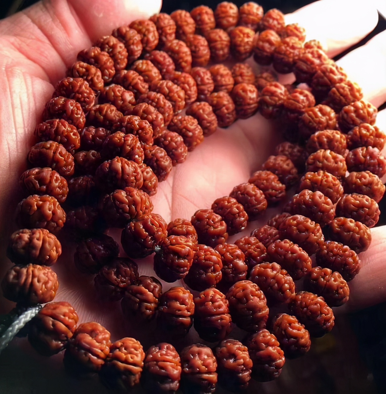 玩金刚菩提的9大误区,金刚菩提的基本知识