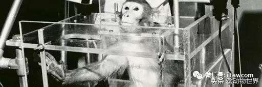 世界各国的著名动物,美国最著名的动物