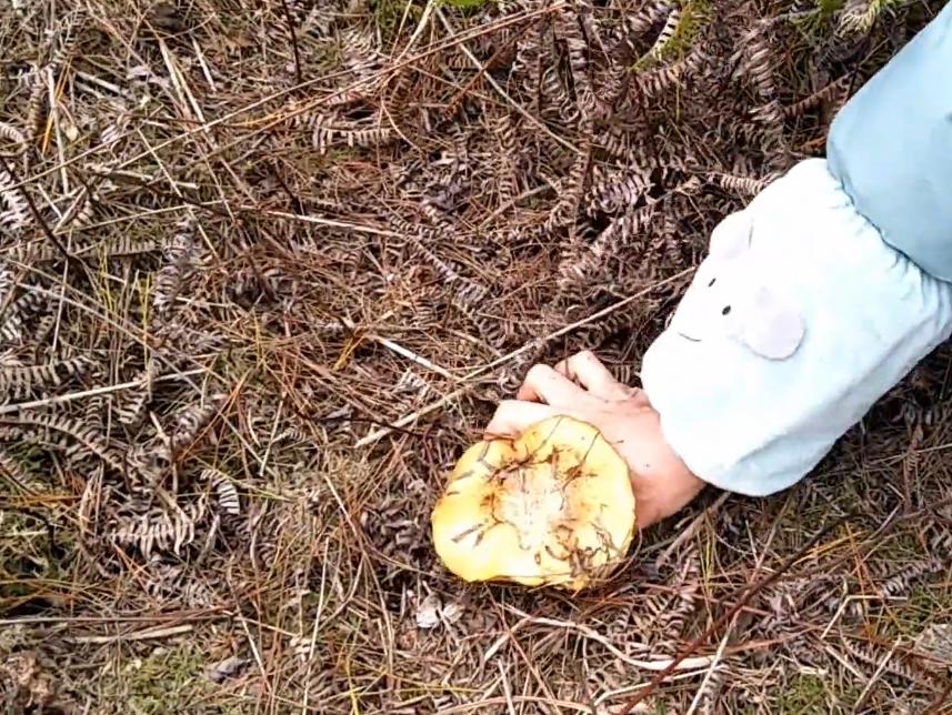 雨后特别多，云南叫它“滑肚子”，爆炒是美味，你认识吗？