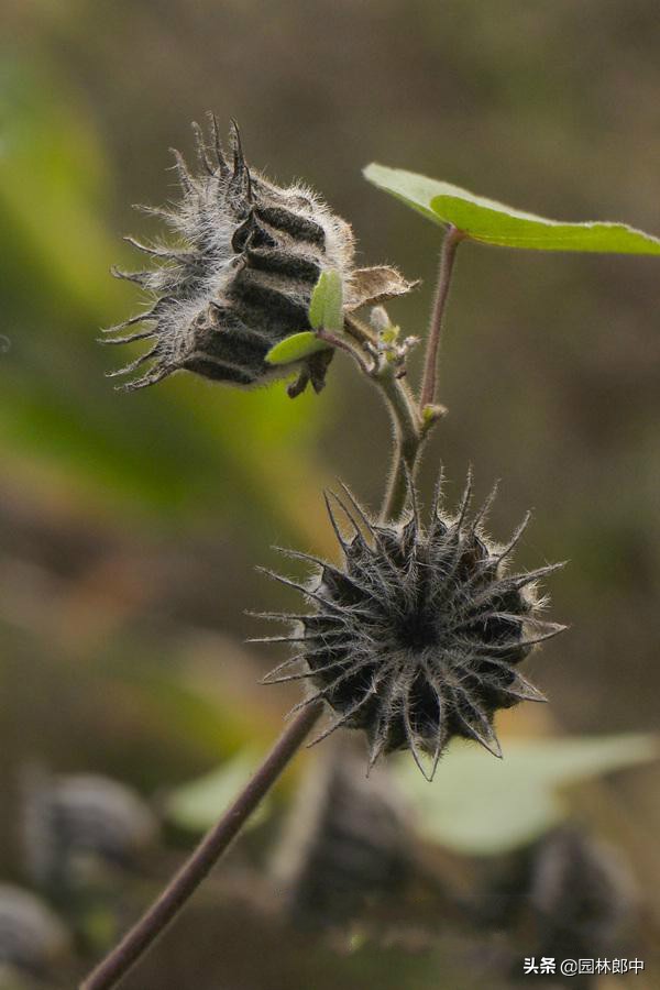 苘麻子有多少名字,苘麻学名叫什么