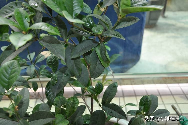 桂花盆栽如何施肥,盆栽桂花什么时候施肥