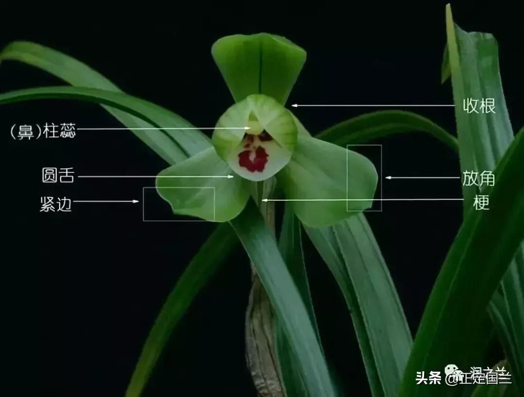 兰花知识大全100种,兰花鉴赏术语100条