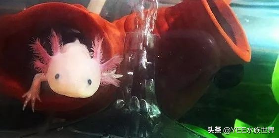 超萌六角龙,可爱萌宠六角龙