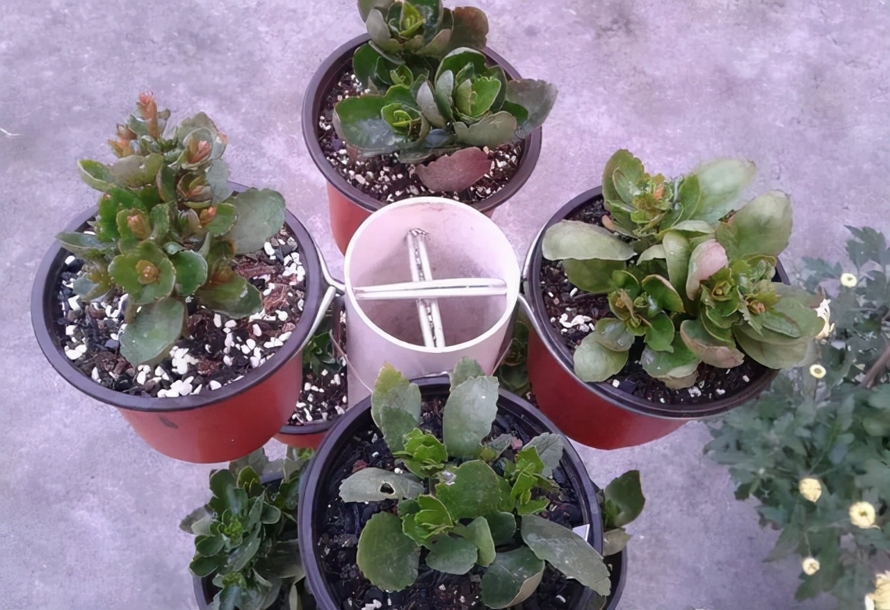 养花怎么才能不费钱,养花新手怎么养花盆好看