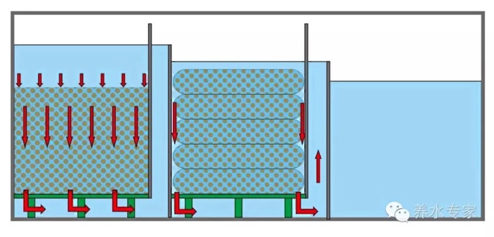 养鱼张哥最新视频,鱼缸怎么养锦鲤鱼最好