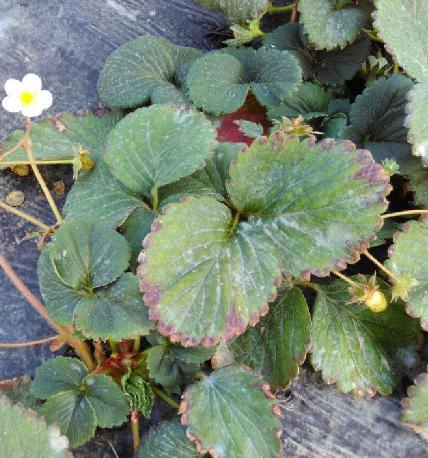 草莓低温受冻后的补救措施,草莓根系冻害影响