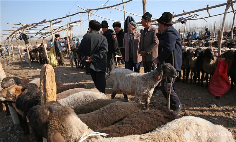 格鲁吉亚550只羊遭雷击死亡,格鲁吉亚550只羊疑遭雷击死亡