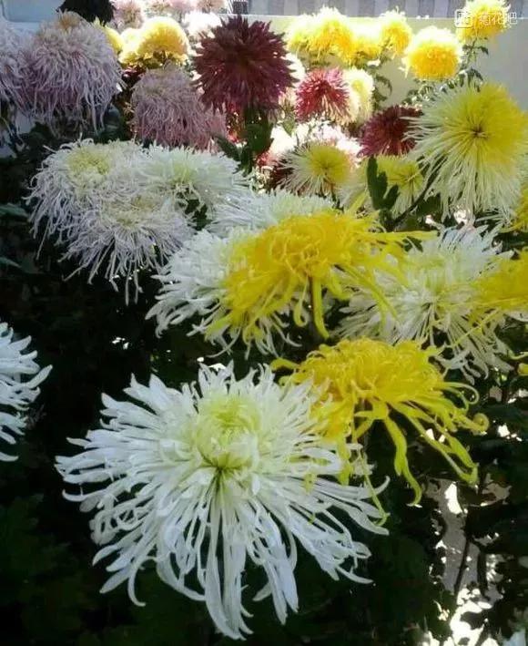 几种吉祥富贵的植物,最适合家里养的十大开花植物