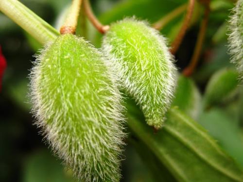 凤仙花是什么植物,凤仙花的特点有哪些