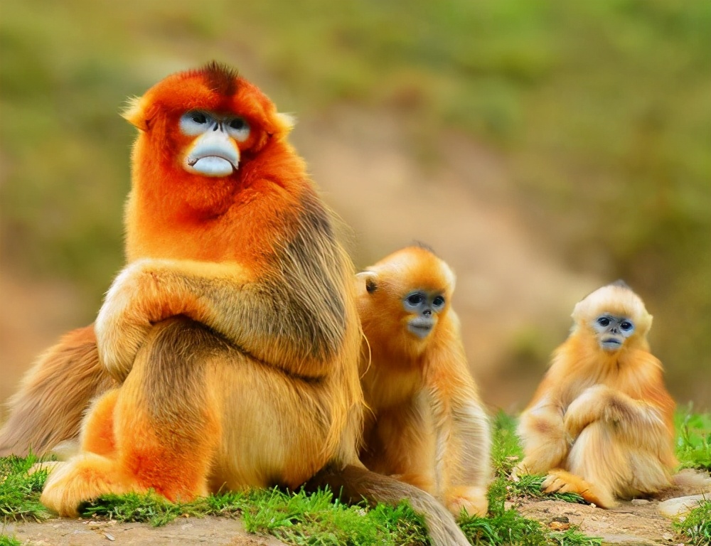 金丝猴也心机，为上位上演宫斗戏，多数小猴非公猴亲生