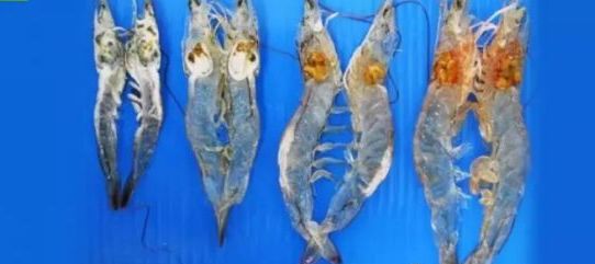 对虾养殖如何防控,对虾养殖风险期及注意事项