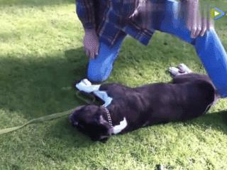 狗狗突然抽搐倒地怎么办,狗狗玩耍时受伤情绪低落