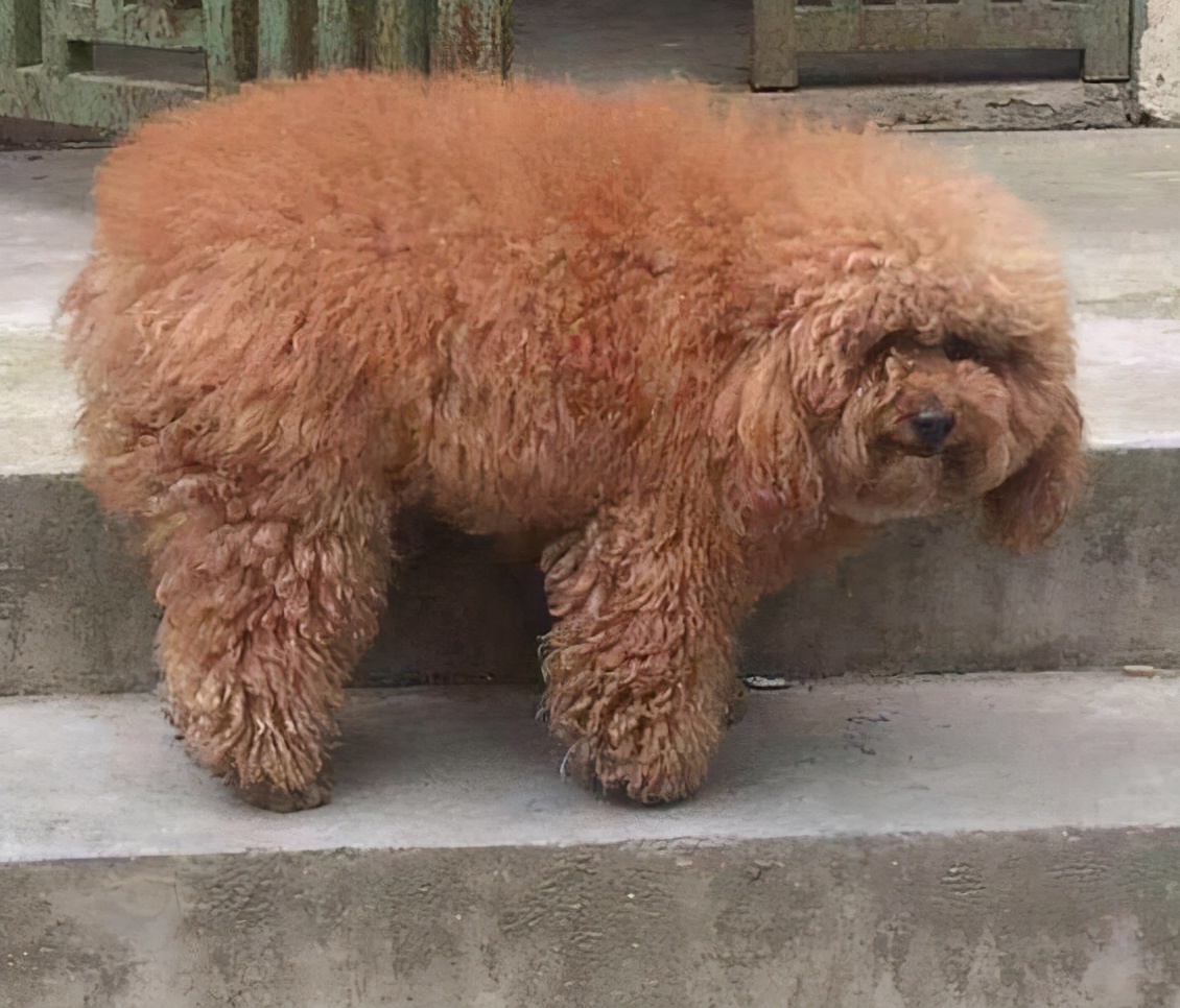 实不相瞒，泰迪犬“拆蛋”后会有这5个变化