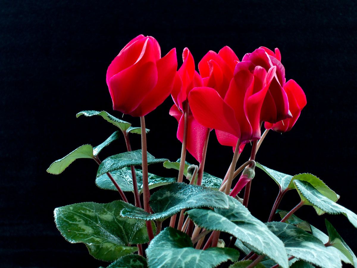 仙客来叶片干枯了球还好怎么养护,仙客来叶片发黄枯萎了怎么救活