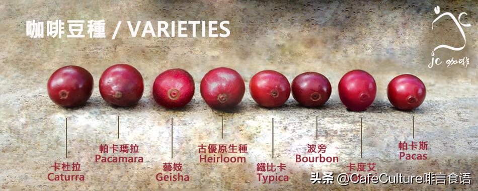 咖啡有哪些品种,普洱咖啡品种
