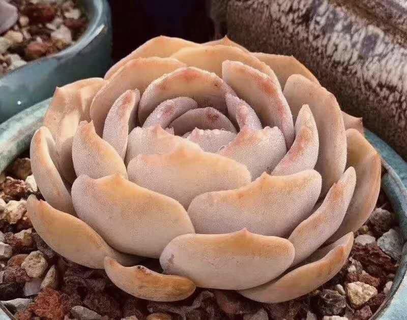 许家印吐槽恒大完整版,许家印亲自设计的恒大足球场