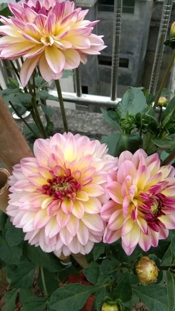 5种花随便养都能活,5种花叶子不能喷水一喷就全烂了