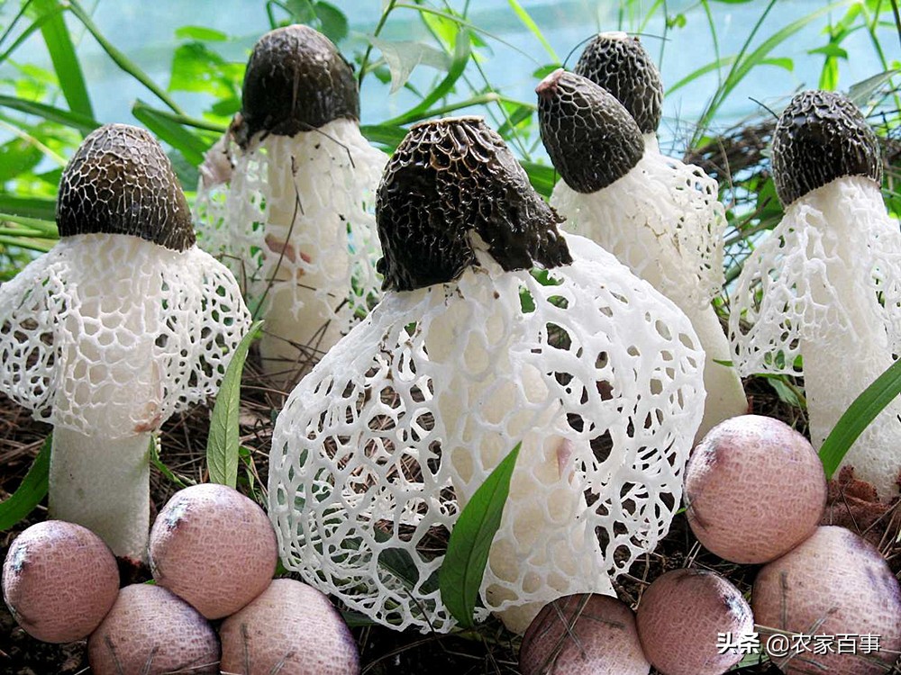 顶级野生竹荪,竹荪被誉为什么菌菇之王